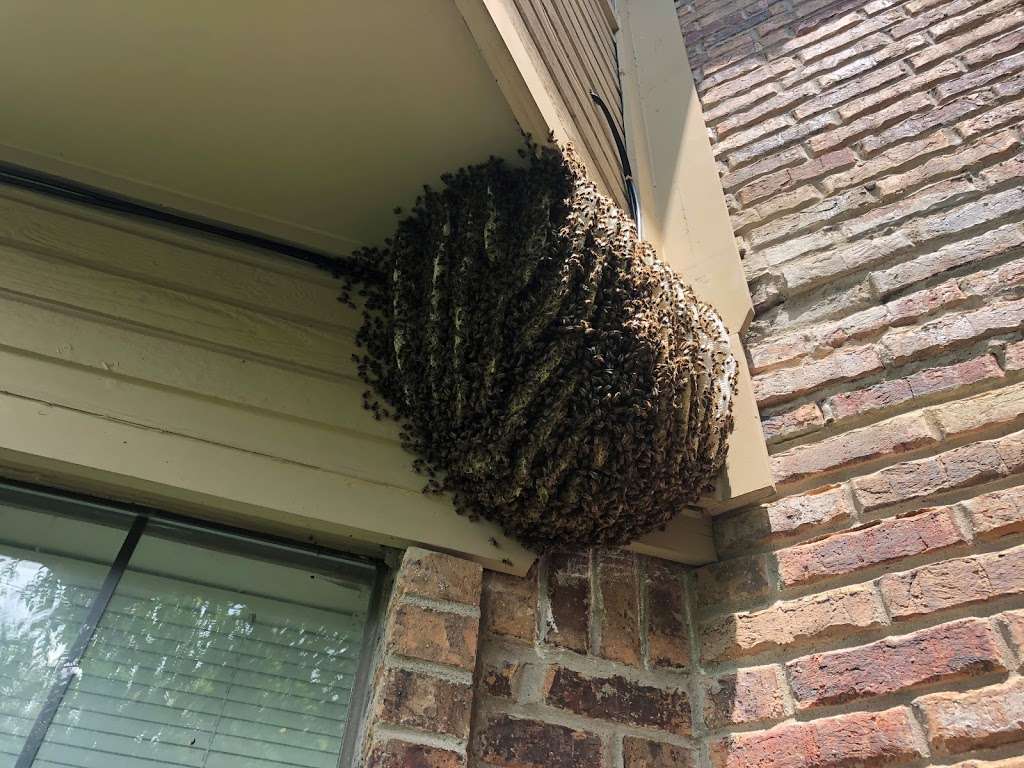 Honey Bee Rescue | 4535 Allencrest Ln, Dallas, TX 75244, USA | Phone: (800) 687-8760