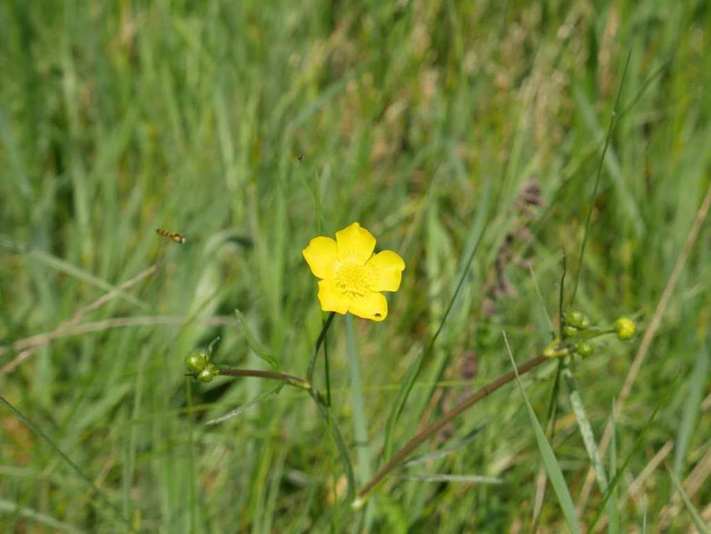 Upper Halling Nature Reserve | 21 Vicarage Rd, Rochester ME2 1HS, UK