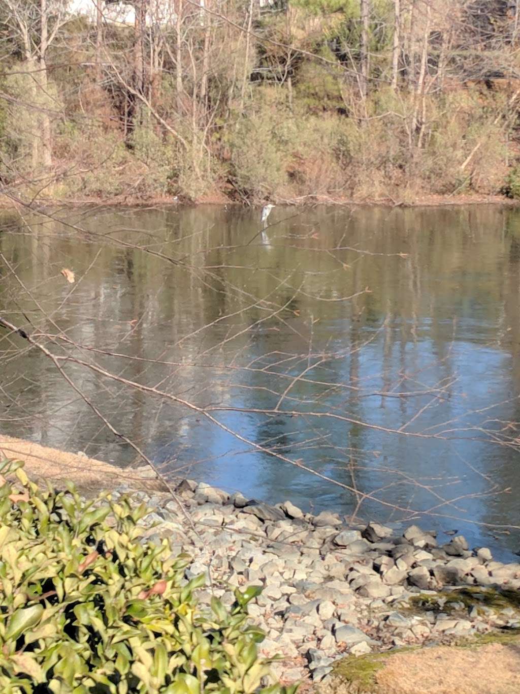 Allosaurus Pond | Charlotte, NC 28262, USA