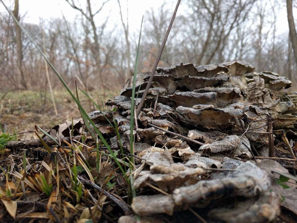 Black Partridge Woods | Black Partridge, Woodridge, IL 60517, USA