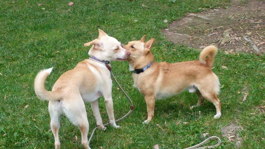 Central Park Dog Park | Edwards St, Huntington Beach, CA 92647, USA | Phone: (714) 536-5486