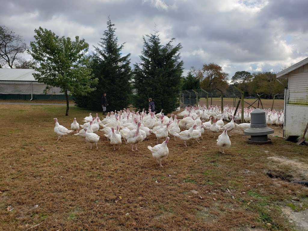 Hincks Turkey Farm | 3930 Belmar Blvd, Neptune City, NJ 07753, USA | Phone: (732) 681-0508