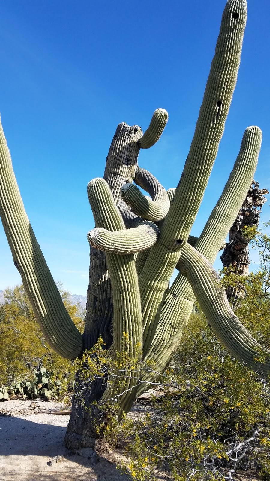 CASE NATURAL RESOURCE PARK | 9815 E Kenyon Dr, Tucson, AZ 85748, USA | Phone: (520) 791-4873