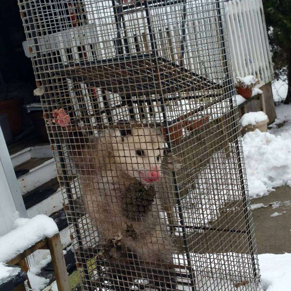 ACE Wildlife Removal Scranton | 825 S Keyser Ave B, Scranton, PA 18504, USA | Phone: (570) 904-8590