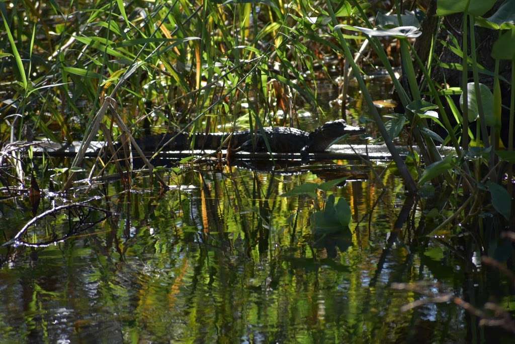 Macks Fish Camp - Gladesmen Airboat Tours | Danell Ln, Miramar, FL 33029, USA | Phone: (954) 536-7400