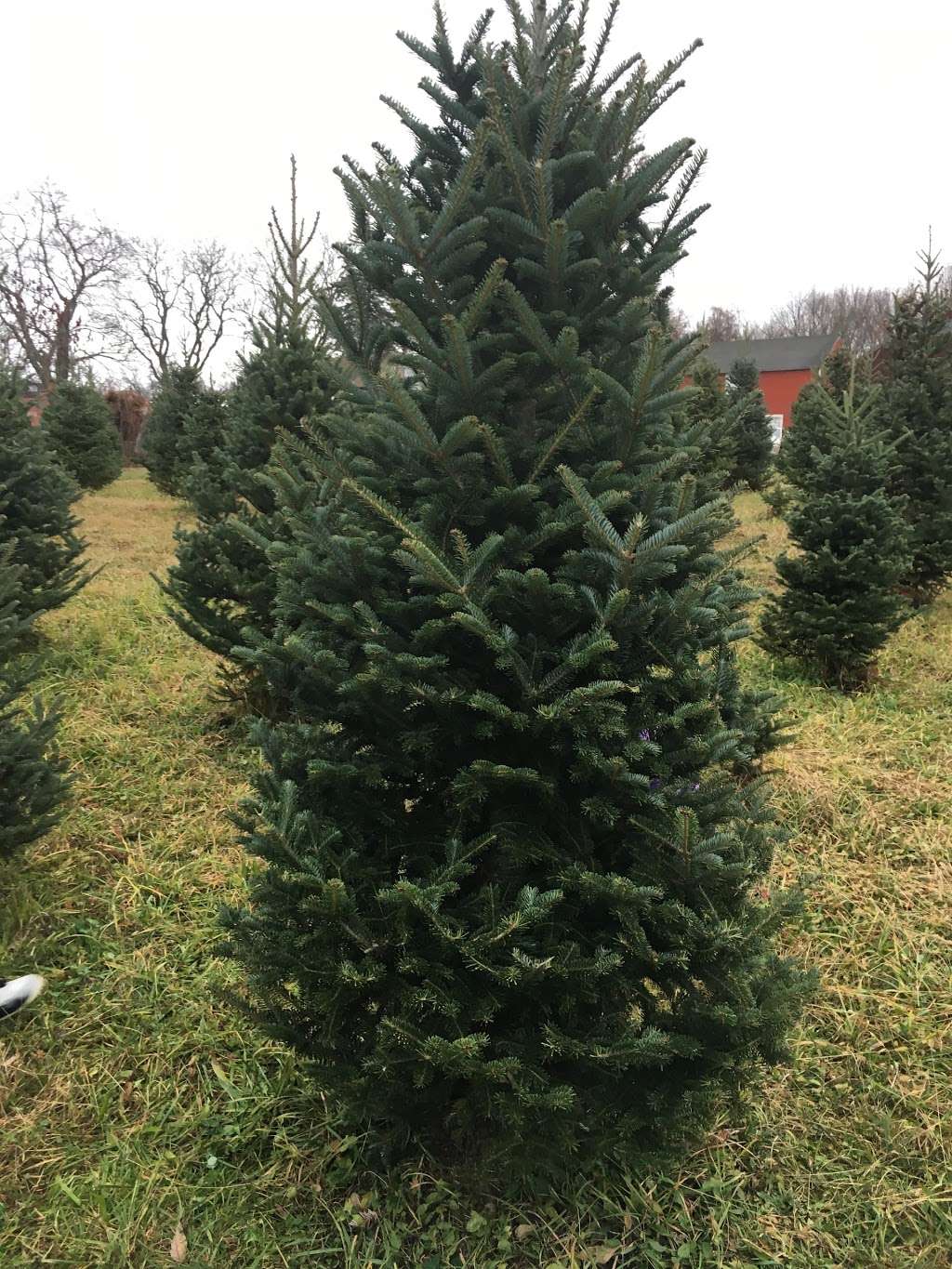 Sunset Christmas Tree Farm | 21 Frontage Rd, Blairstown, NJ 07825, USA | Phone: (908) 459-4048