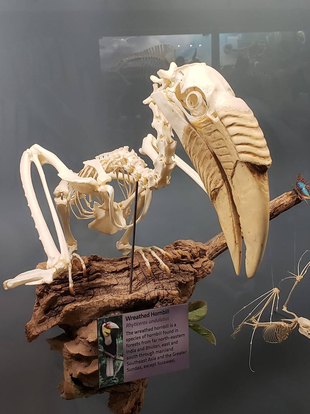 Museum of Osteology | 10301 S Sunnylane Rd, Oklahoma City, OK 73160, USA | Phone: (405) 814-0006