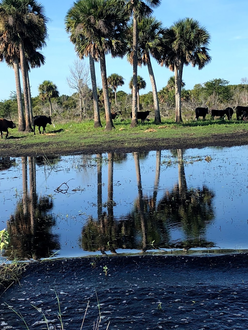 Rays Airboat Rides | 1242 Cupid Ave, Christmas, FL 32709, USA | Phone: (321) 360-4659