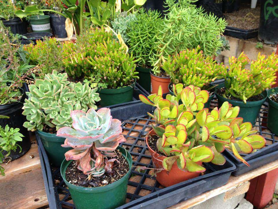 Atkins Nursery Inc | 3129 Reche Rd, Fallbrook, CA 92028, USA | Phone: (760) 728-1610