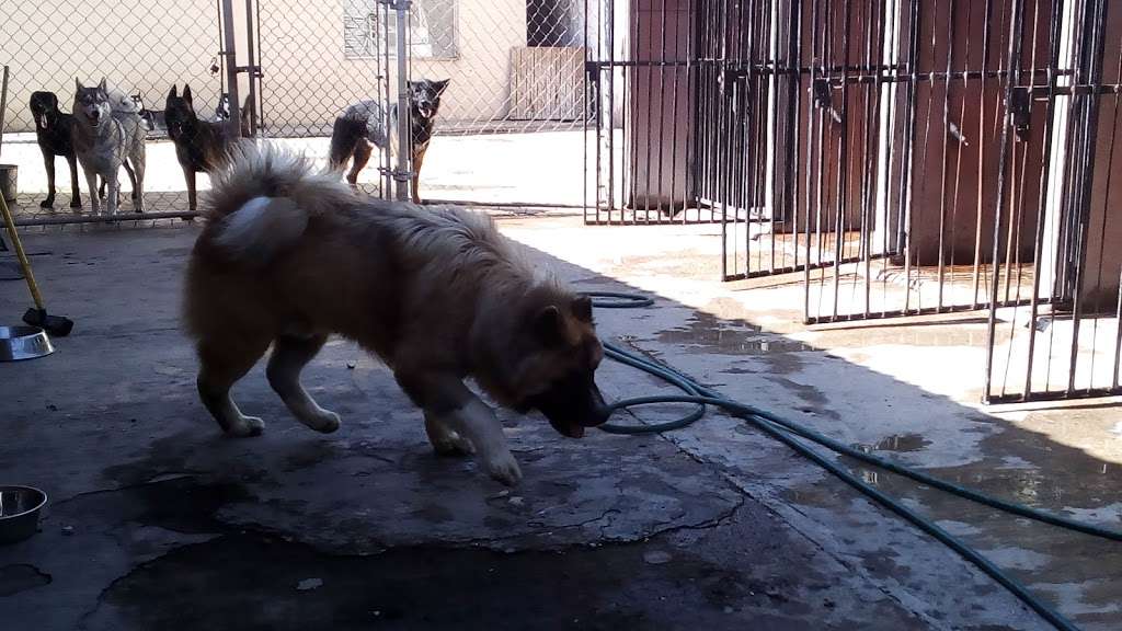 Canis entrenamiento para Perros . | Terrazas, Tijuana, B.C., Mexico | Phone: 664 628 5896