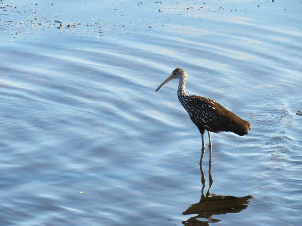 T.M. Goodwin WMA Waterfowl Management Area - StickMarsh. | Florida Bird Viewing Trail, Melbourne, FL 32904, USA