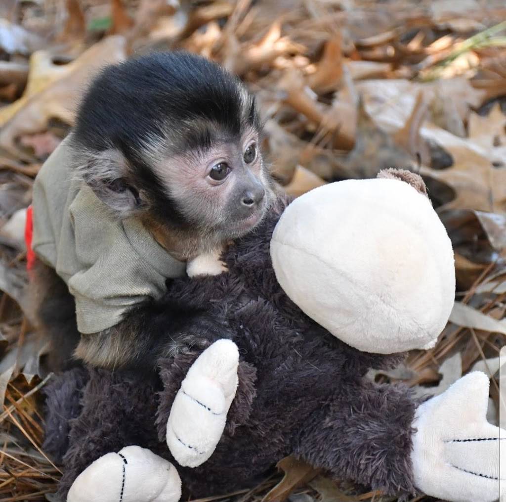 CAPUCHIN MONKEY FOR SALE | 2100 Northridge Dr, Forney, TX 75126, USA | Phone: (254) 244-2821