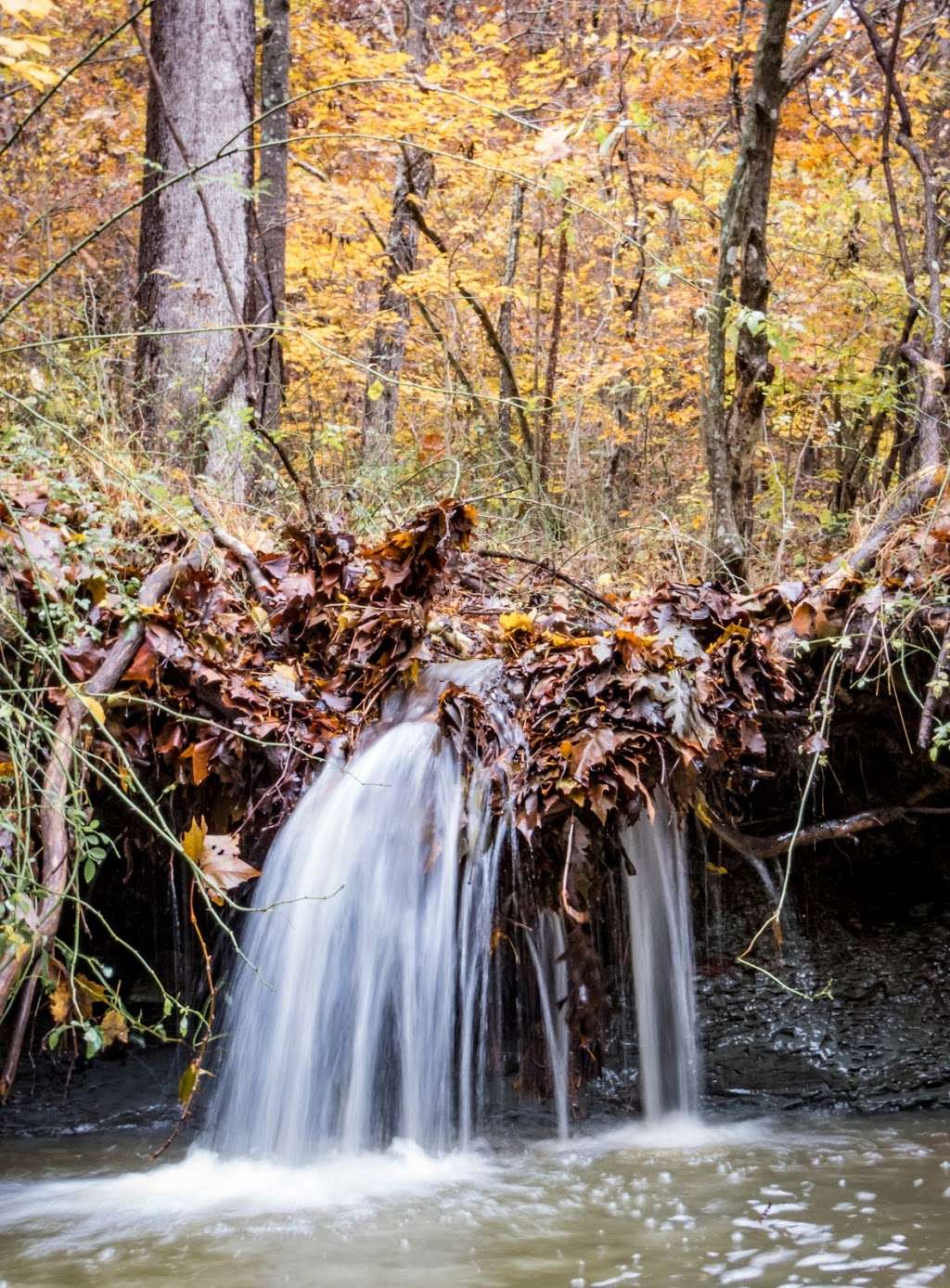 Laura Hare Nature Preserve at Downey Hill | Valley Branch Rd, Nashville, IN 47448, USA | Phone: (812) 336-5382