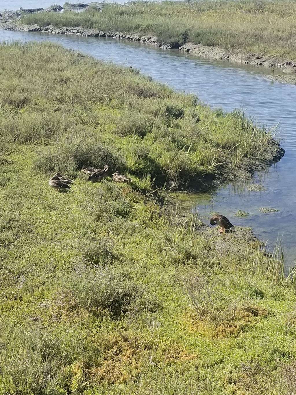 Ecological Reserve of Upper Newport Bay | 2482-2498 Mountains to the Sea Trail & Bikeway, Newport Beach, CA 92660, USA