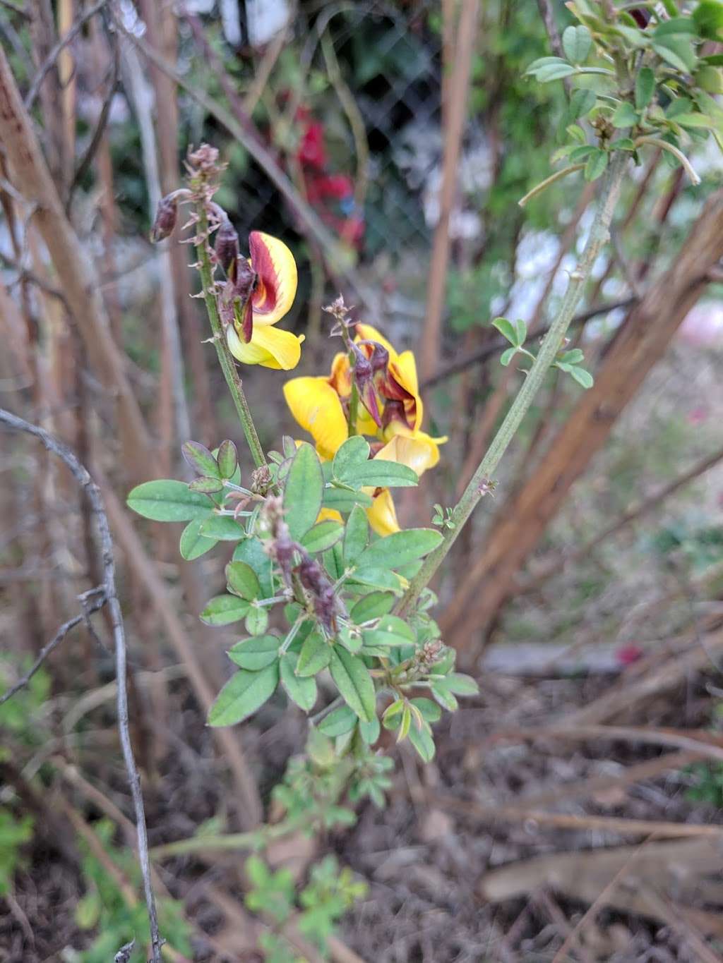 Heart of Watts Community Garden | 2254 E 103rd St, Los Angeles, CA 90002, USA