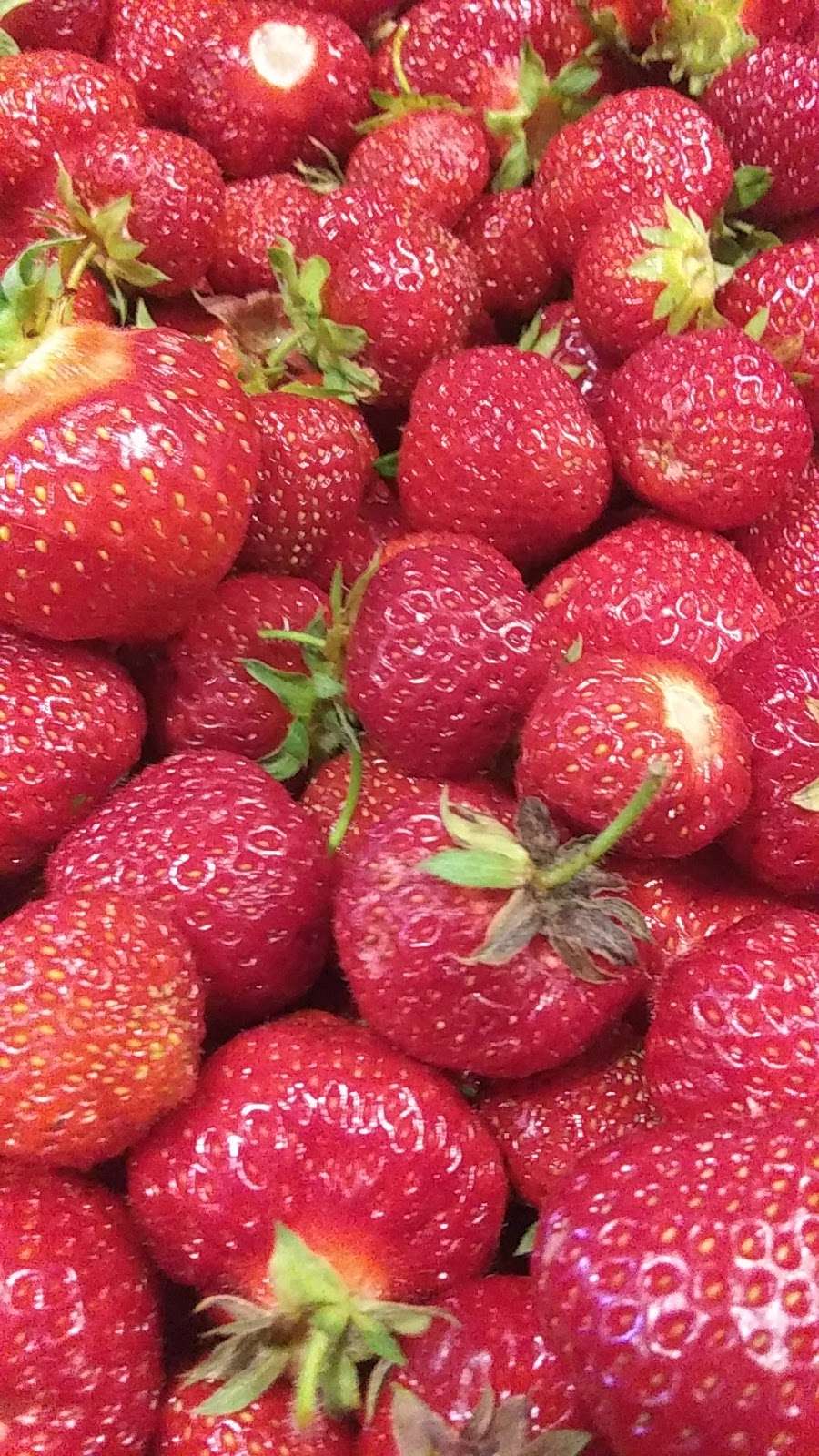 Sauders Strawberries | 40 Lengle Rd, Myerstown, PA 17067, USA | Phone: (717) 866-5807
