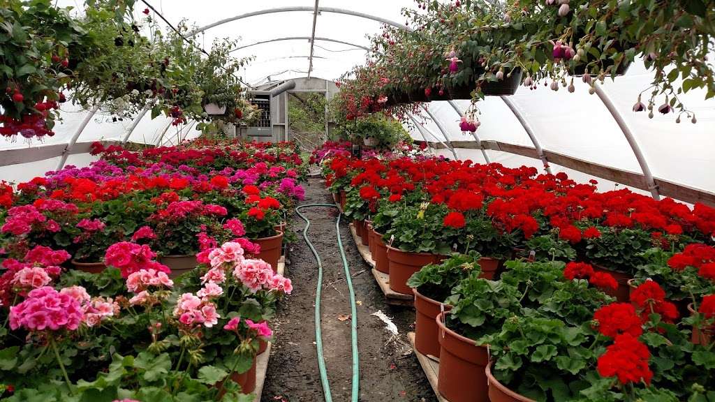 The Flower Farm | 20335 S Moonlight Rd, Gardner, KS 66030, USA | Phone: (913) 856-8517