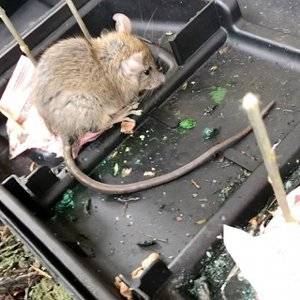 Raptor Rodent Control | 5752 La Jolla Blvd, La Jolla, CA 92037, USA | Phone: (619) 304-7816