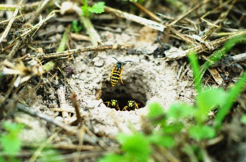 Jupiter Bee Removal & Bee Hive Removal HAGG Family Farms | 12192 165th Rd N, Jupiter, FL 33478, USA