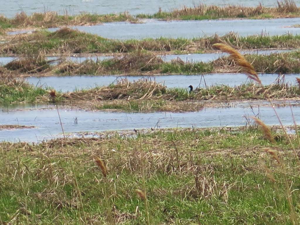 Jamaica Bay Wildlife Refuge Visitor Center | 175-10 Cross Bay Blvd, Broad Channel, NY 11693, USA | Phone: (718) 318-4340