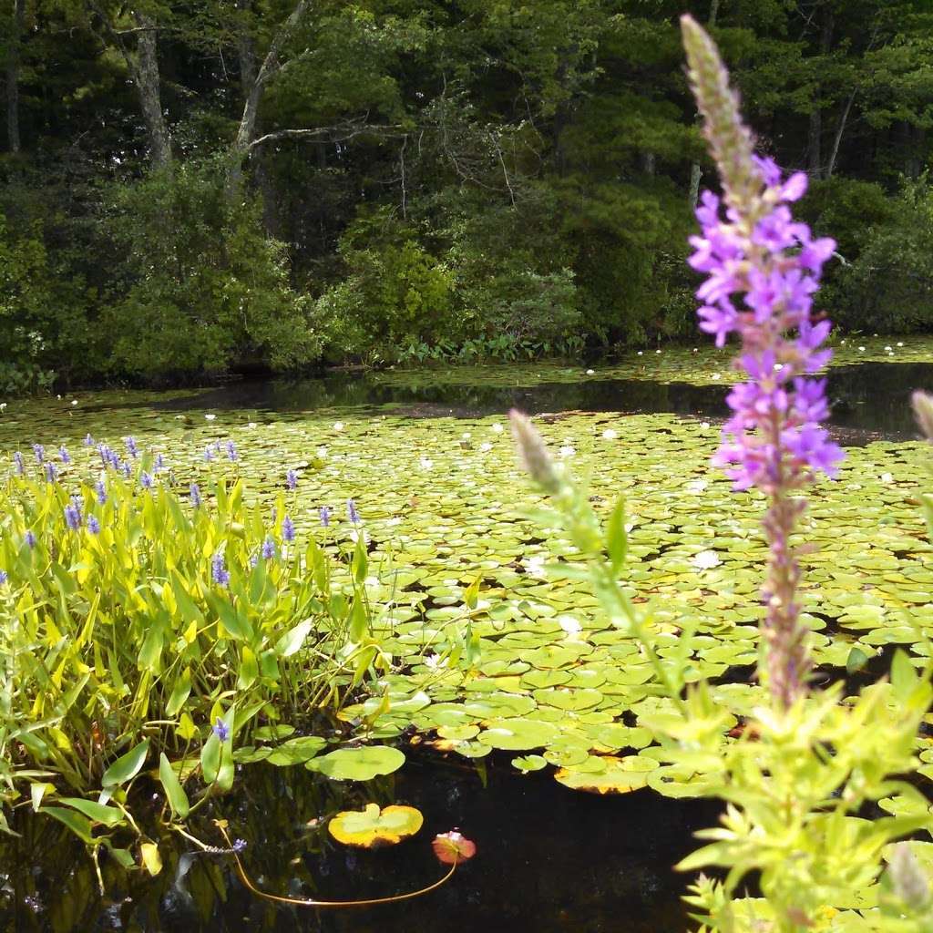 Cranberry Bog | Carlisle, MA 01741, USA