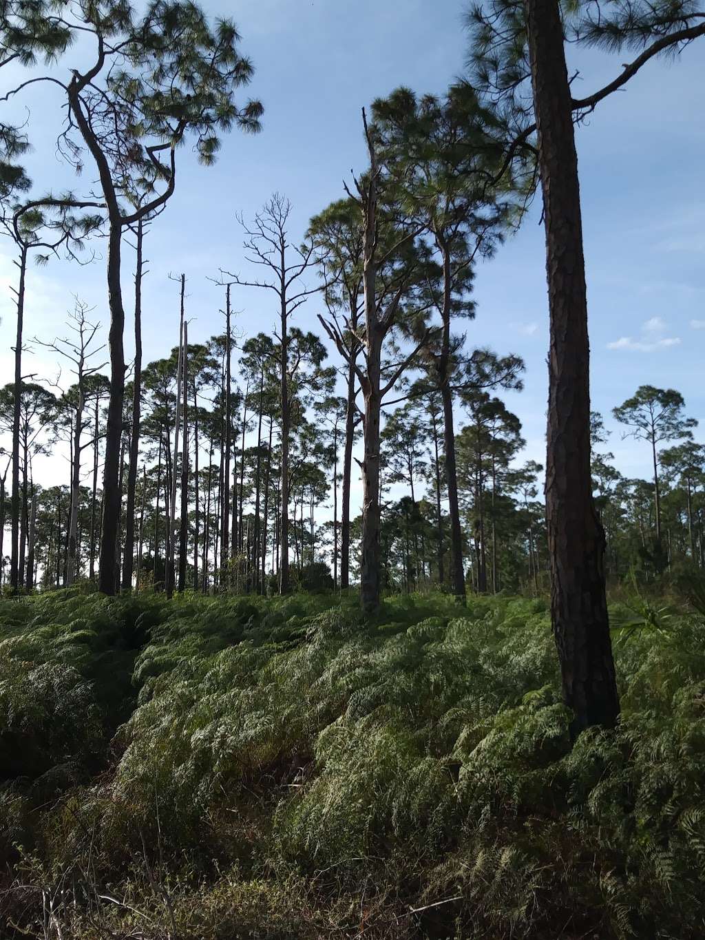 Royal Palm Beach Pines Natural Area | Royal Palm Beach, FL 33411, USA | Phone: (561) 233-2400