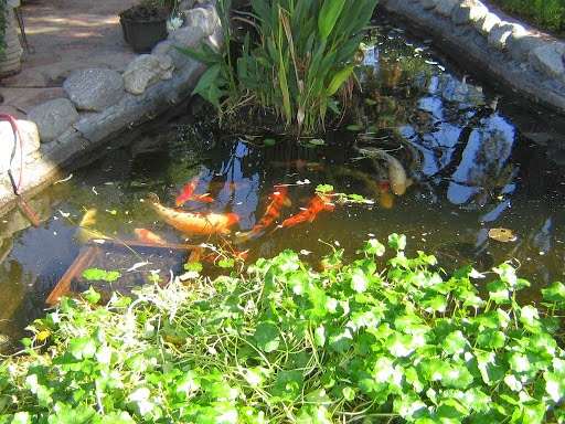 Pats Koi Ponds & Supplies | 18010 Iris Ave, Riverside, CA 92508, USA | Phone: (951) 780-5629