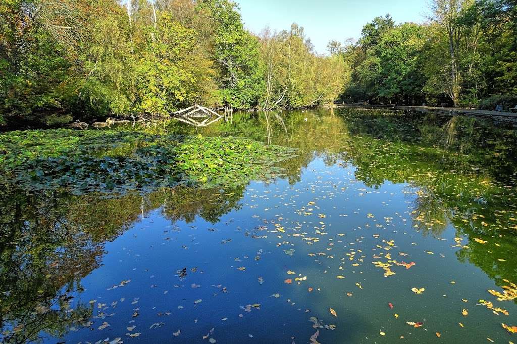 Whitewebb Forest Pond | Enfield EN2 9HH, UK