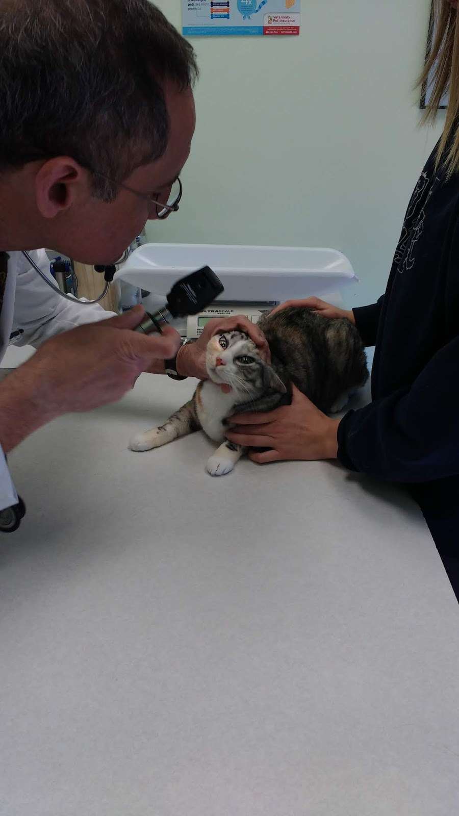 Signal Hill Animal Clinic Inc | 9554 Liberia Ave, Manassas, VA 20110, USA | Phone: (703) 330-6767