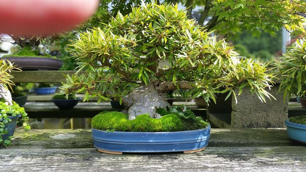 Royal Bonsai Garden Inc | 1297 Park St, Stoughton, MA 02072, USA | Phone: (781) 344-6358