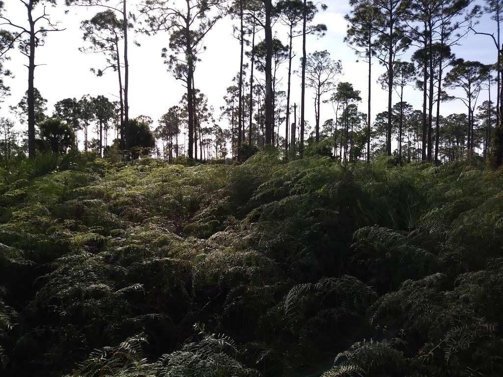 Royal Palm Beach Pines Natural Area | Royal Palm Beach, FL 33411, USA | Phone: (561) 233-2400