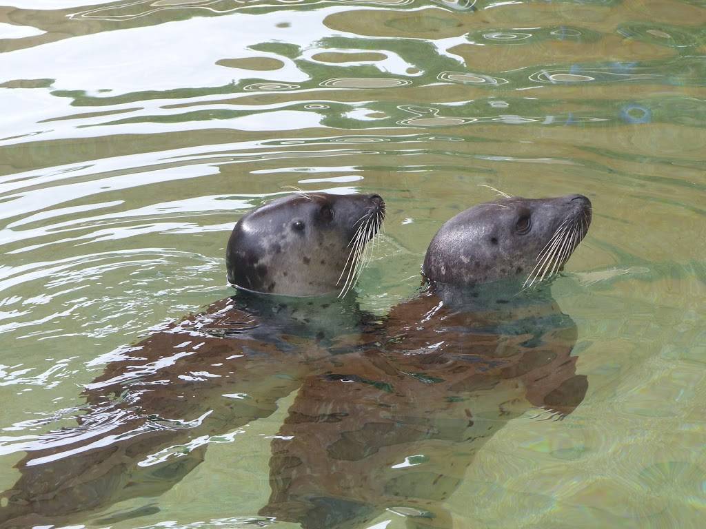 Sea Lion and Seal Feeder Pool | Unnamed Road, Key Biscayne, FL 33149, USA