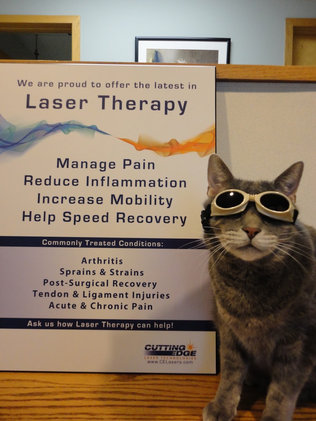 Grabers Animal Hospital | 3311 W Laskey Rd, Toledo, OH 43623, USA | Phone: (419) 475-3456