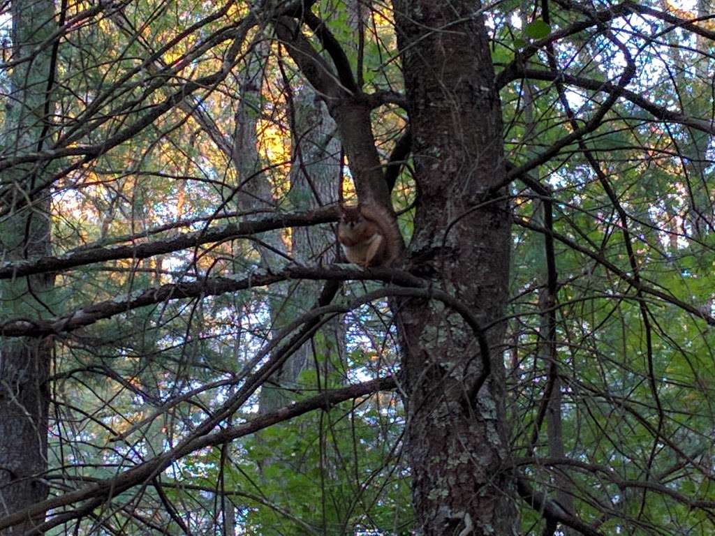 Hewitts pond reserve | Forge River, Raynham, MA 02767, USA