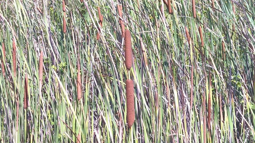 Ecological Reserve of Upper Newport Bay | 2482-2498 Mountains to the Sea Trail & Bikeway, Newport Beach, CA 92660, USA