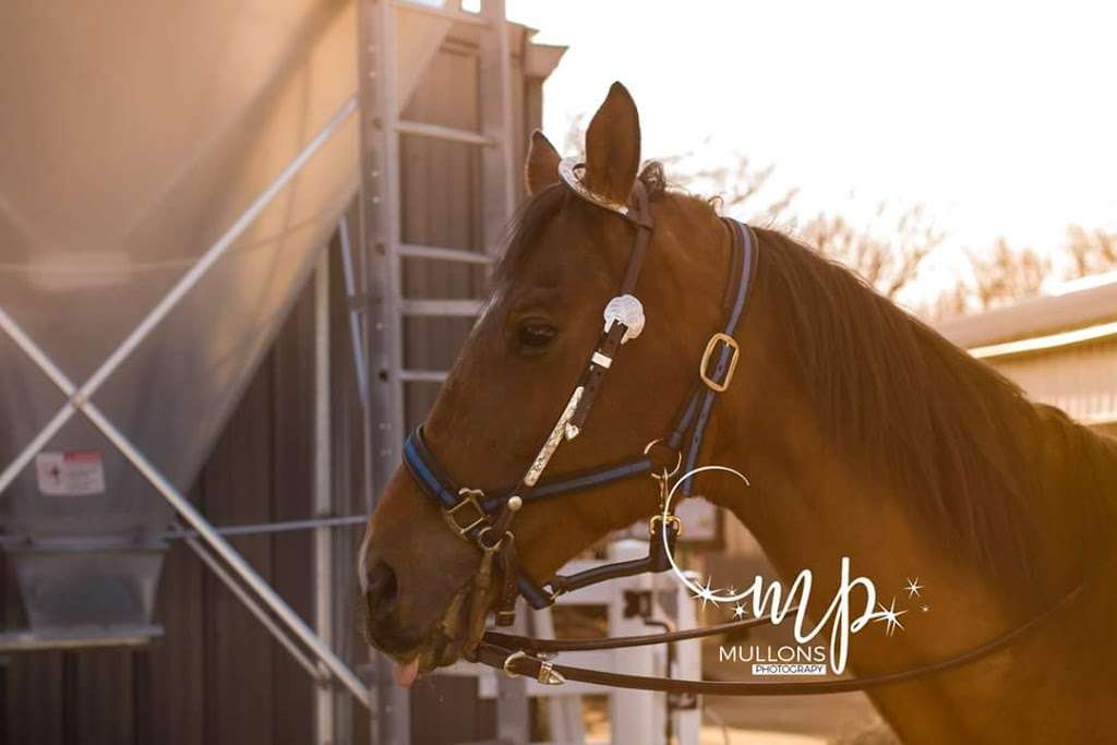 Sarahs Pony Rides | 8220 S Kean Ave, Willow Springs, IL 60514, USA | Phone: (630) 802-1316