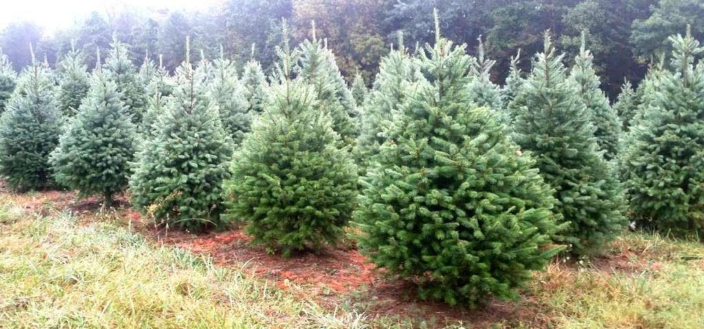 Bloomsburg Christmas Tree Farm | 198 Mainville Dr, Bloomsburg, PA 17815, USA | Phone: (570) 759-8881