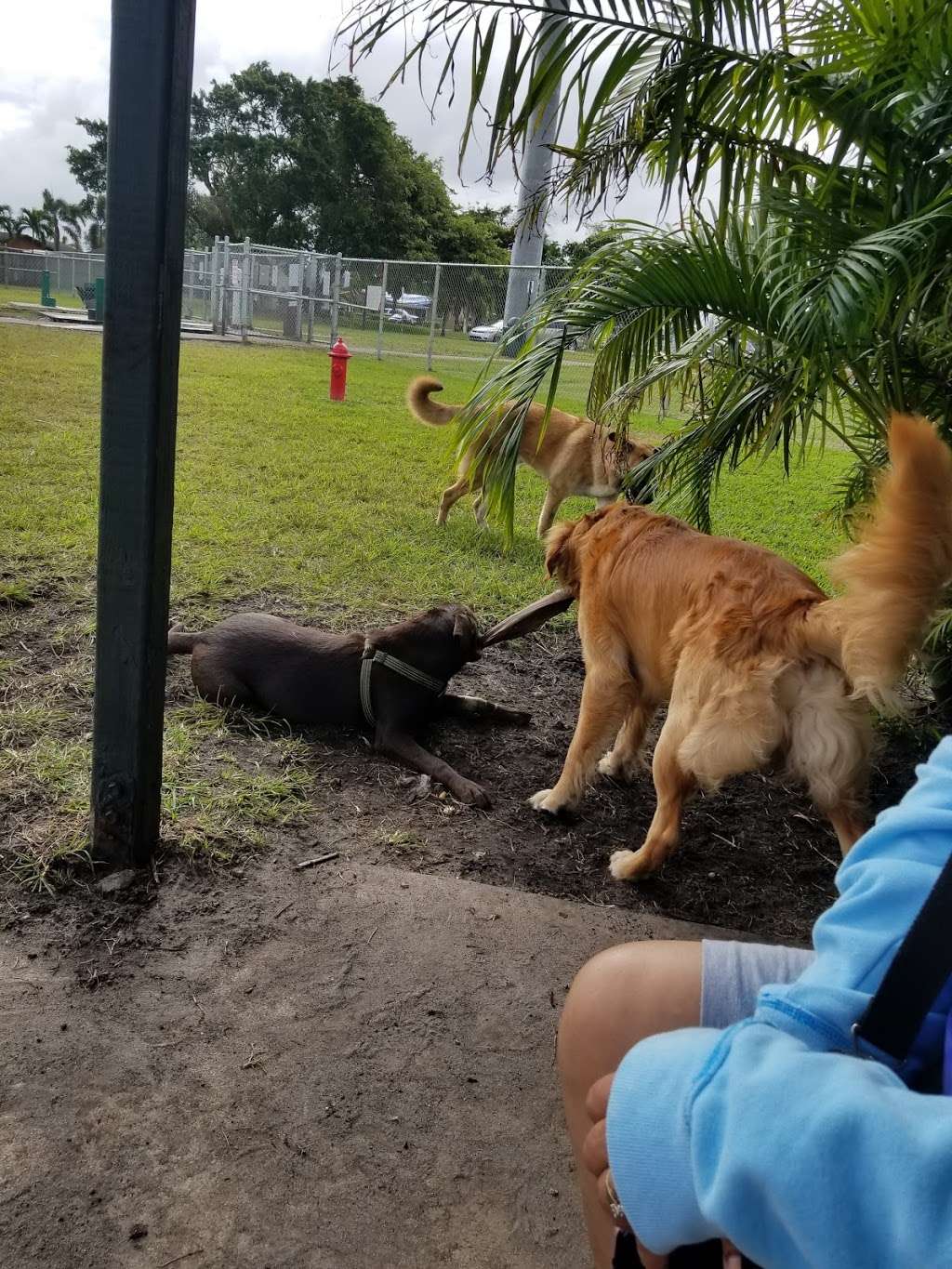 Pembroke Pines Craig Rupp K-9 Dog Park | 9751 Johnson St, Pembroke Pines, FL 33026, USA | Phone: (954) 392-2130