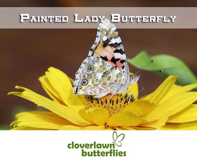 Cloverlawn Butterflies | Orlando, FL 32806, USA | Phone: (407) 896-8389