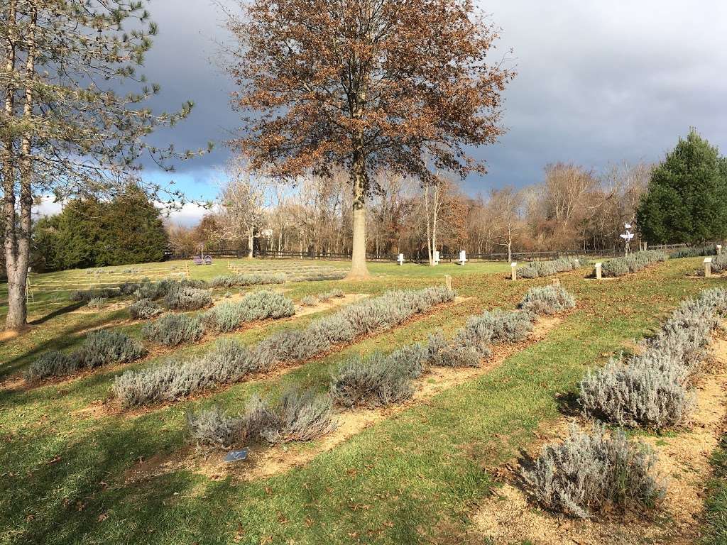 Blooming Hill Lavender Farm | 19929 Telegraph Springs Rd, Purcellville, VA 20132, USA | Phone: (703) 431-0779