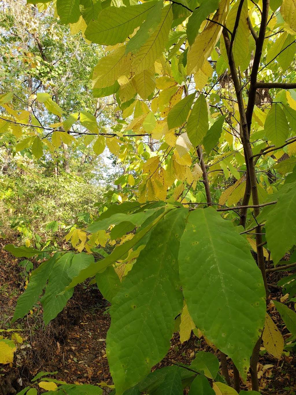 Ferguson-Herold Conservation Area | 2201 Walton Ext Rd, Bates City, MO 64011, USA