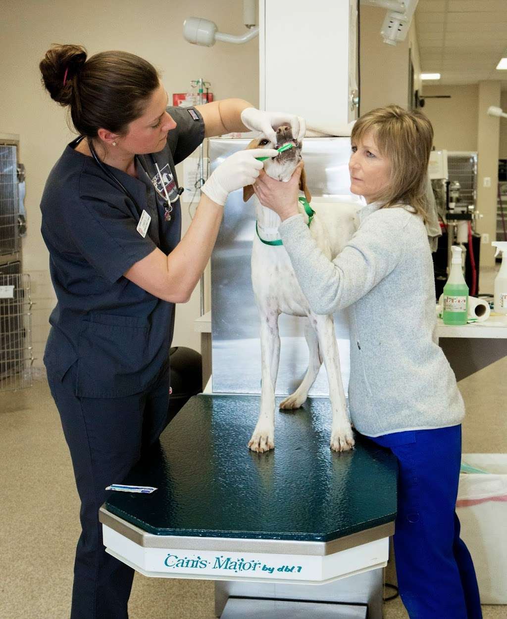 Leesburg Veterinary Hospital | 19463 James Monroe Hwy, Leesburg, VA 20175, USA | Phone: (703) 777-3313