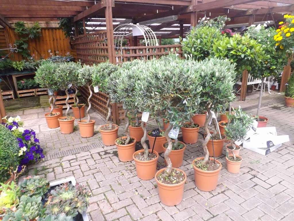 Abridge Garden Centre | Ongar Rd, Abridge, Romford RM4 1AA, UK | Phone: 01708 688558