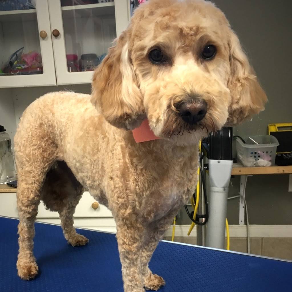 Pleasant Park Grooming | 5285 Manning Rd, Maidstone, ON N0R 1K0, Canada | Phone: (519) 796-2083