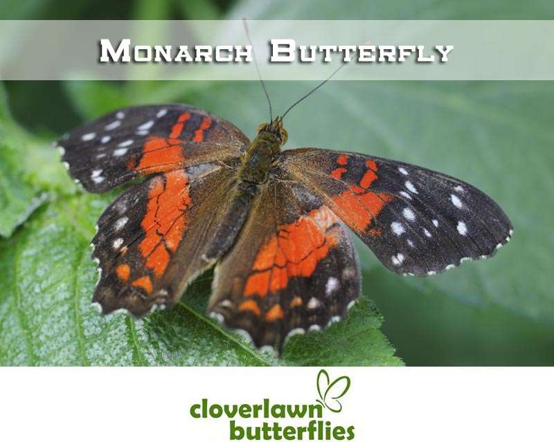 Cloverlawn Butterflies | Orlando, FL 32806, USA | Phone: (407) 896-8389