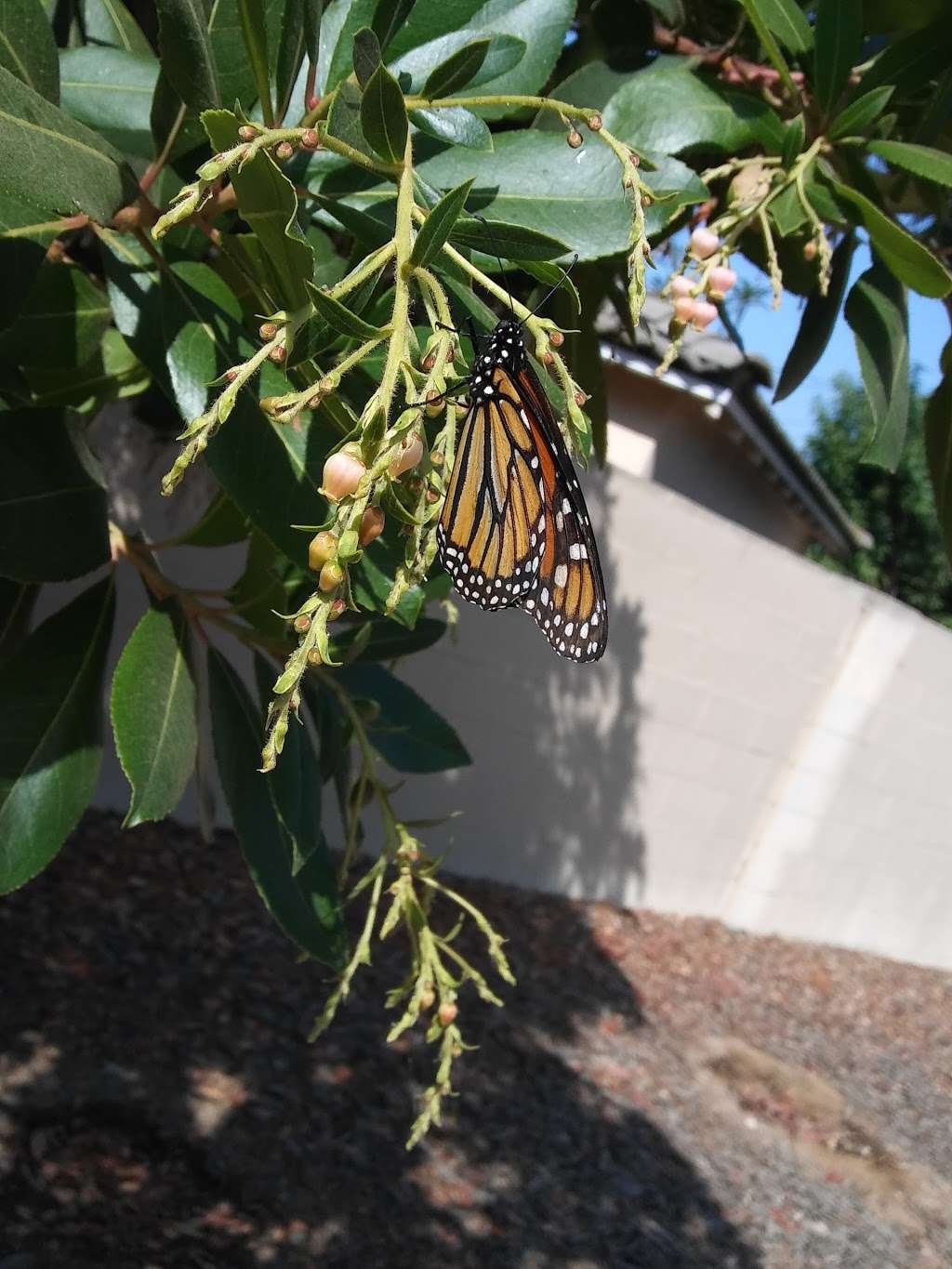 The Whittier Greenway Trail | 5668 The Whittier Greenway Trail, Whittier, CA 90606, USA