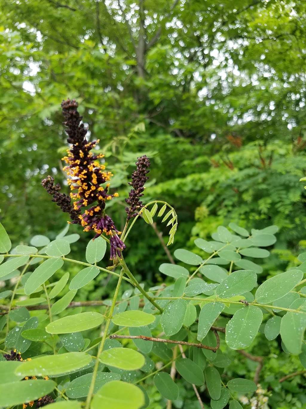 Chapel Point State Park | Chapel Point Rd, Port Tobacco, MD 20677, USA | Phone: (301) 743-7613