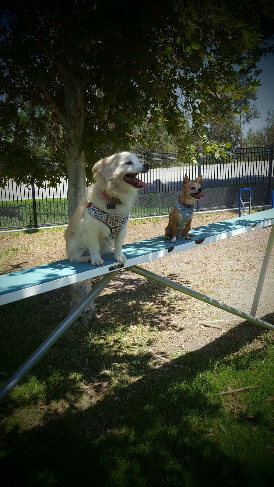 Carlson Bark Park | Mission Inn Avenue & Scout Ln, Riverside, CA 92501, USA | Phone: (951) 826-2000