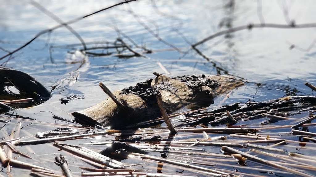 Exner Marsh Conservation Area | 9000 N Lakewood Rd, Lake in the Hills, IL 60156, USA | Phone: (815) 338-6223