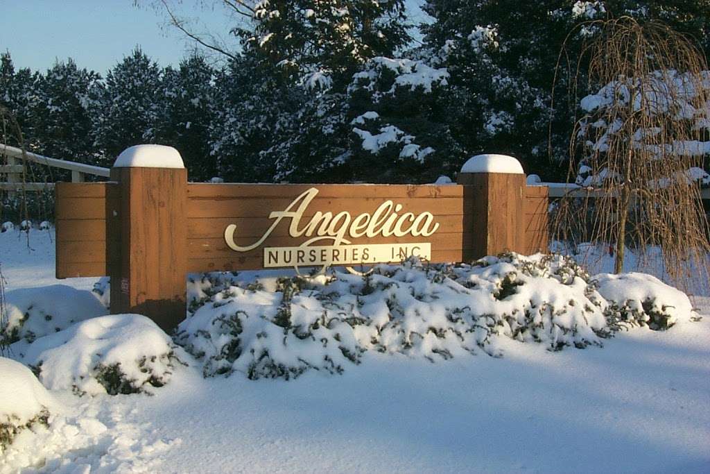 Angelica Nurseries Inc | 11129 Locust Grove Rd, Kennedyville, MD 21645, USA | Phone: (410) 928-3111